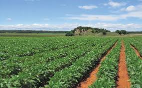 agriculture department contracts terminated